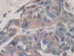 SHC3 Antibody in Immunohistochemistry (Paraffin) (IHC (P))