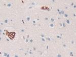 SHC3 Antibody in Immunohistochemistry (Paraffin) (IHC (P))