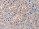 SHC3 Antibody in Immunohistochemistry (Paraffin) (IHC (P))