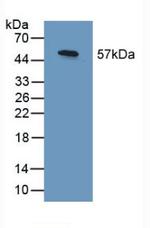 SHC3 Antibody in Western Blot (WB)