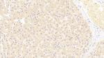 SIGLEC7 Antibody in Immunohistochemistry (Paraffin) (IHC (P))