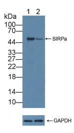 SIRP alpha Antibody in Western Blot (WB)