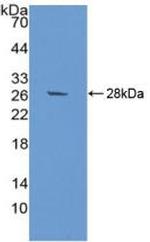 SIRP alpha Antibody in Western Blot (WB)