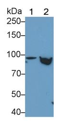 STAT5 beta Antibody in Western Blot (WB)