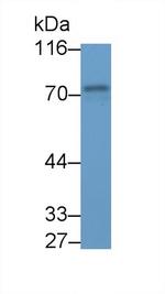 Syk Antibody in Western Blot (WB)