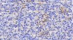 SDF2L1 Antibody in Immunohistochemistry (Paraffin) (IHC (P))