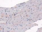 SULF2 Antibody in Immunohistochemistry (Paraffin) (IHC (P))