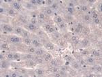 SULF2 Antibody in Immunohistochemistry (Paraffin) (IHC (P))