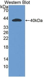 SULF2 Antibody in Western Blot (WB)