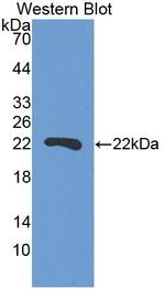 SBSN Antibody in Western Blot (WB)