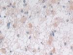 Syntaxin 2 Antibody in Immunohistochemistry (Paraffin) (IHC (P))