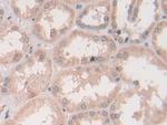 Syntaxin 2 Antibody in Immunohistochemistry (Paraffin) (IHC (P))