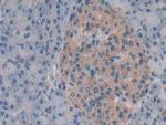 Syntaxin 2 Antibody in Immunohistochemistry (Paraffin) (IHC (P))