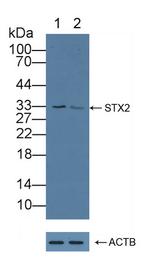 Syntaxin 2 Antibody in Western Blot (WB)