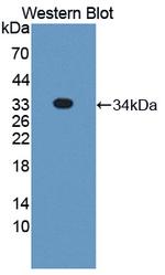 Syntaxin 2 Antibody in Western Blot (WB)