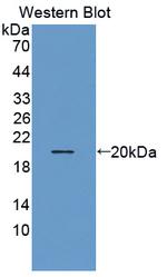 THRSP Antibody in Western Blot (WB)