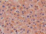 SERPINA7 Antibody in Immunohistochemistry (Paraffin) (IHC (P))