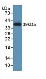 SERPINA7 Antibody in Western Blot (WB)