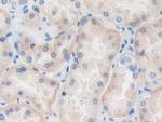 TRAF4 Antibody in Immunohistochemistry (Paraffin) (IHC (P))