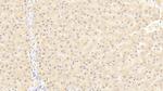 TRAF6 Antibody in Immunohistochemistry (Paraffin) (IHC (P))