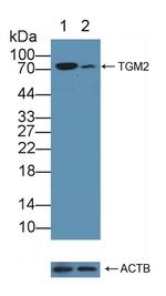 TGM2 Antibody in Western Blot (WB)