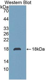 TMEM27 Antibody in Western Blot (WB)