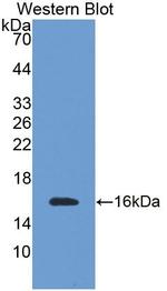 TMEM27 Antibody in Western Blot (WB)
