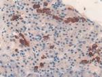 TUBD1 Antibody in Immunohistochemistry (Paraffin) (IHC (P))