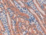 TUBD1 Antibody in Immunohistochemistry (Paraffin) (IHC (P))