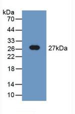 TUBD1 Antibody in Western Blot (WB)