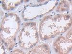 TUBD1 Antibody in Immunohistochemistry (Paraffin) (IHC (P))