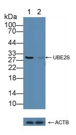 UBE2S Antibody in Western Blot (WB)