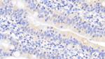 UCN2 Antibody in Immunohistochemistry (Paraffin) (IHC (P))