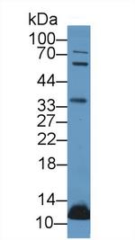 UCN2 Antibody in Western Blot (WB)