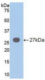 VAV3 Antibody in Western Blot (WB)