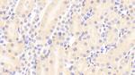 VWA1 Antibody in Immunohistochemistry (Paraffin) (IHC (P))