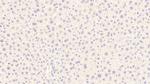 VWA1 Antibody in Immunohistochemistry (Paraffin) (IHC (P))