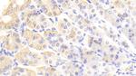 VWA1 Antibody in Immunohistochemistry (Paraffin) (IHC (P))