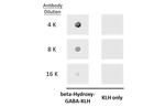 GABOB Antibody in Dot Blot (DB)