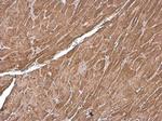 Cardiac Troponin T Antibody in Immunohistochemistry (Paraffin) (IHC (P))