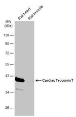 Cardiac Troponin T Antibody in Western Blot (WB)