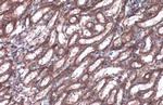 Caspase 1 p10 Antibody in Immunohistochemistry (Paraffin) (IHC (P))