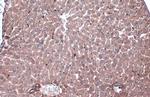 Caspase 6 (Cleaved Asp162) Antibody in Immunohistochemistry (Paraffin) (IHC (P))