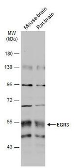 EGR3 Antibody in Western Blot (WB)