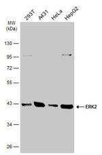 ERK2 Antibody in Western Blot (WB)