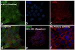 VISTA Antibody in Immunocytochemistry (ICC/IF)