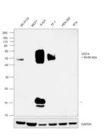 VISTA Antibody