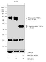 VISTA Antibody in Western Blot (WB)