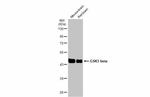 GSK3B Antibody in Western Blot (WB)