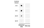 Histamine Antibody in Dot Blot (DB)